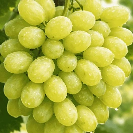Виноград культурный Русбол мускатный