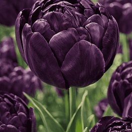 Тюльпан Махровый Black Hero