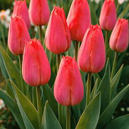 Тюльпан Temple's Favourite