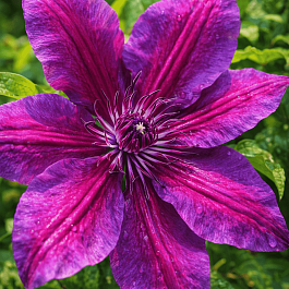 Клематис My Beauty