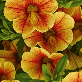 Калибрахоа  Calita Compact Tigereye