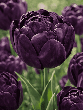 Тюльпан Махровый Black Hero