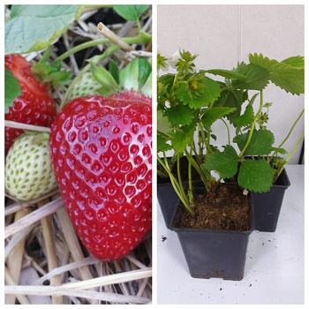 Земляника садовая Азия НАБОР 3ШТ