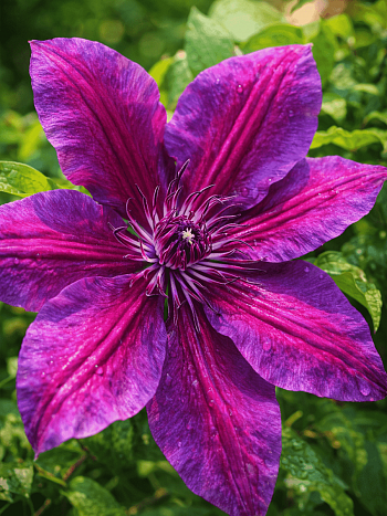 Клематис My Beauty