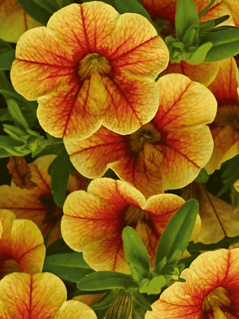 Калибрахоа  Calita Compact Tigereye