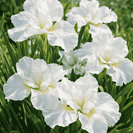 Ирис сибирский Swans In Flight