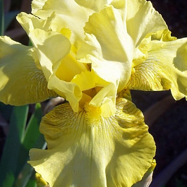 Ирис бородатый Олимпийский