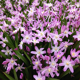 Хионодокса Форбса Пинк Джайант