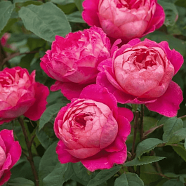 Роза Английская кустовая  Benjamin Britten