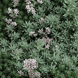 Очиток лидийский Glaucum