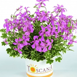 Пеларгония плющелистная Toscana Francis Parmeter