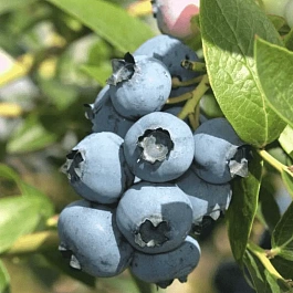 Голубика (черника) Top Hat