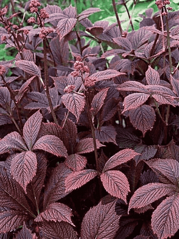 Роджерсия перистая Chocolate Wings