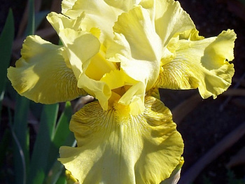 Ирис бородатый Олимпийский