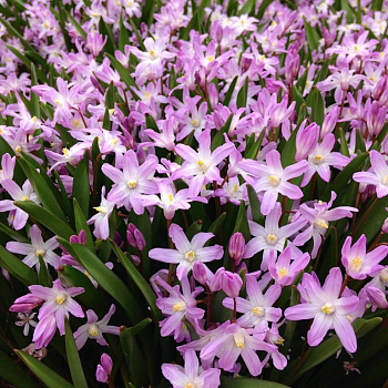 Хионодокса Форбса Пинк Джайант