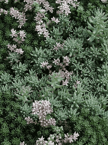 Очиток лидийский Glaucum