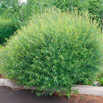 Ива пурпурная Нана