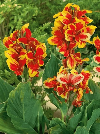 Канна Rosemond Coles