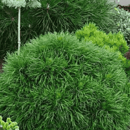 Сосна горная Varella