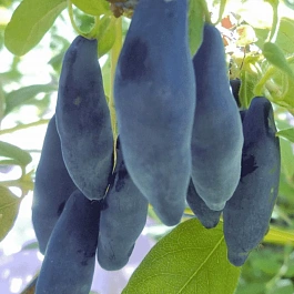 Жимолость плодовая Уссульга