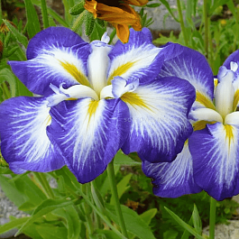 Ирис мечевидный Gusto