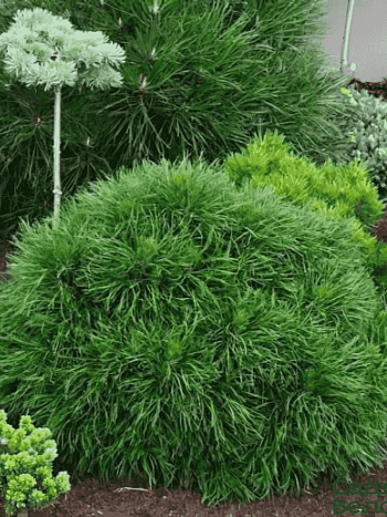 Сосна горная Varella