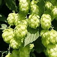 Хмель обыкновенный(М)