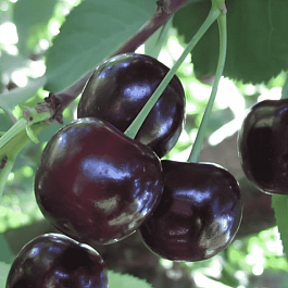 Вишня Россошанская черная