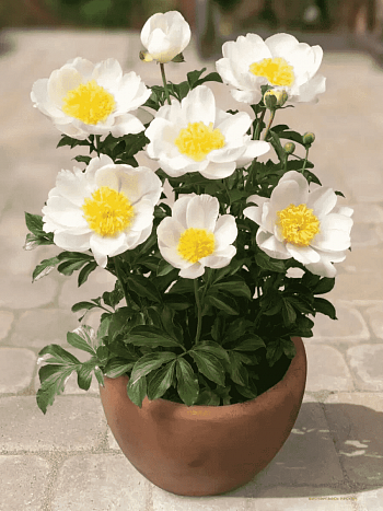 Пион травянистый Patio Peony Dublin