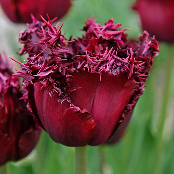 Тюльпан Лабрадор