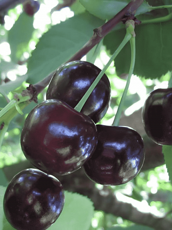 Вишня Россошанская черная