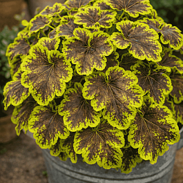 Гейхерелла Solar Eclipse