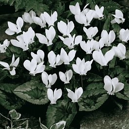 Цикламен косский Album