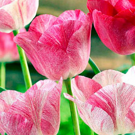 Тюльпан Триумф Хемисфир