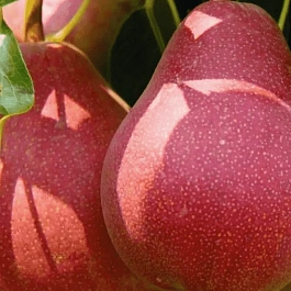 Груша Нарядная Ефимова