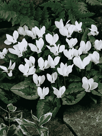 Цикламен косский Album