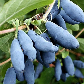 Жимолость съедобная Восторг