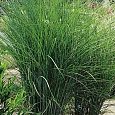 Мискантус китайский