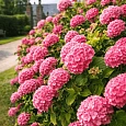 Гортензия древовидная Magical Pinkerbell