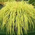 Осока охименская Evergold
