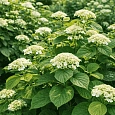 Гортензия древовидная White Dome