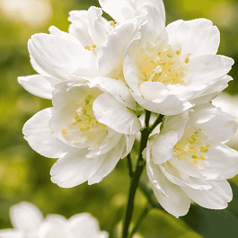 Чубушник Лемуана Dame Blanche