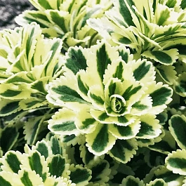 Очиток такесимский Atlantis