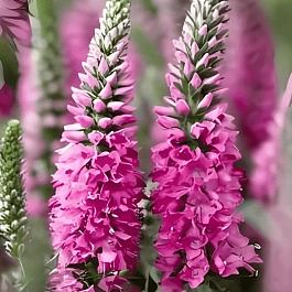 Вероника колосистая Bubblegum Candles