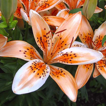 Лилия азиатская Ориндж Электрик