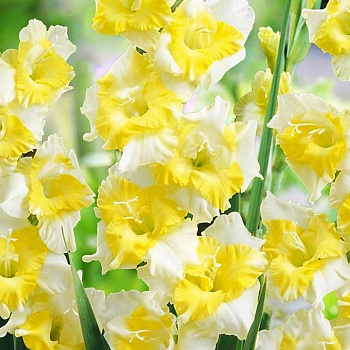 Гладиолус крупноцветковый Багги