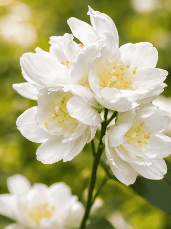 Чубушник Лемуана Dame Blanche