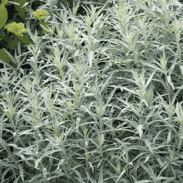 Полынь людовика