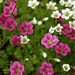 Камнеломка Арендса Mix