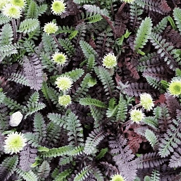 Лептинелла лапчатковая Platts Black